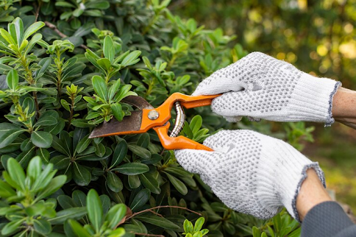 The Benefits of Tree Pruning for Your Landscape